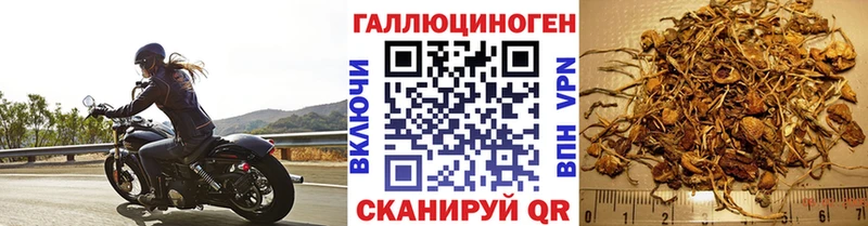Псилоцибиновые грибы Cubensis  хочу   Хотьково 